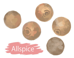 水彩風、オールスパイス（ホール）。ベクターイラスト素材