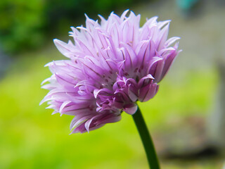 Purple flower of garlic close-up on a green background.