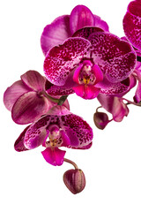 Fototapeta premium Orchid isolated on white background