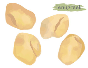水彩風のスパイス、フェヌグリーク（ホール）。ベクターイラスト素材