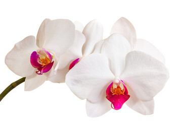 Plakat Orchid isolated on white background
