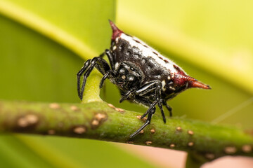 Spiny Orb Weaver Spider on a stem