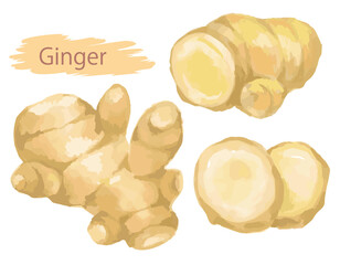 水彩風のしょうが。ベクターイラスト素材