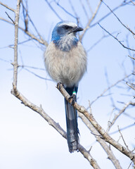 Florida Scrub Jay Endangered Animal