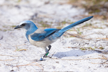 Florida Scrub Jay Endangered Animal