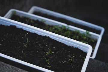 vegetables in the garden grow co2 neutral and ecological