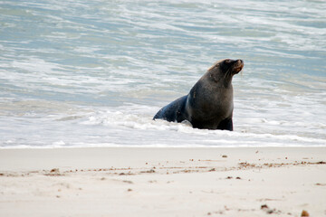 the male sea lion is all grey except for a patch of brown on their forhead
