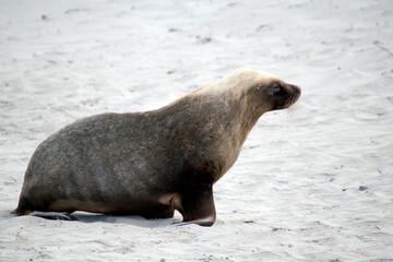 Fototapeta premium the male sea lion is all grey with a little black and white on the head