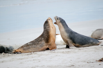 Fototapeta premium the sea lion pups are grey on the top and white on its bottom