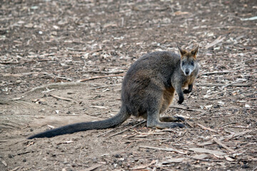 the swamp wallaby is looking for food