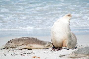 the sea lions are grey on top and white on the bottom, they have hair not fur