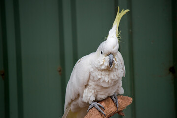 the sulphur crested cockatoo has a yellow crest and is a white bird