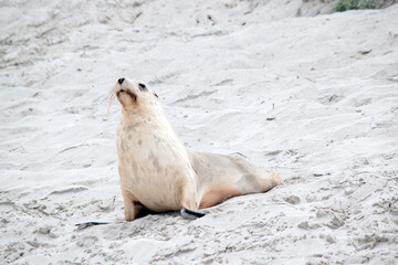 the sea lion has just returned to the beach
