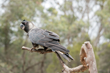 the white tailed black cockatoo is perched on a branch