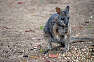 the tammar wallaby is looking for food