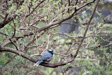 the woodswallow is perched on a branch