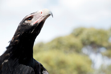 the wedge tail eagles feathers get darker as they age