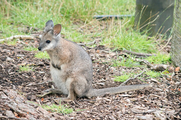 Naklejka na ściany i meble the tammar wallaby is standing looking for danger