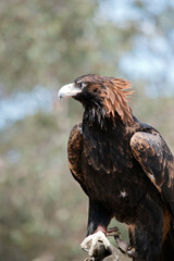this is a close up of a wedge tailed eagle