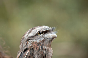 this is a close up of a tawny frogmouth