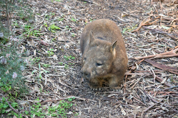 the hairy nosed wombat is walking through a field