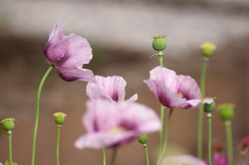 amazing purple poppies summer buds of summer flowers close up, floral background