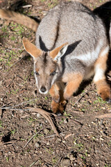 the yellow footed rock wallaby has a long tail