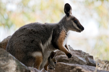 Naklejka na ściany i meble this is a side view of a yellow footed rock wallaby with her joey in her pouch