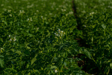 Green field of blooming potato, nature background, agriculture concept, seasonal work in the field, fresh vegetables, farming, good harvest, detox, vegan food