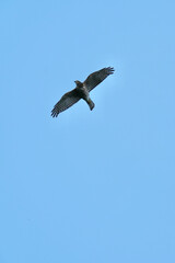 grey faced buzzard in flight