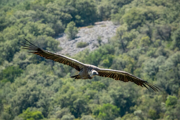 detailed close up of Griffon vulture, Eurasion griffon (Gyps fulvus) in soaring flight