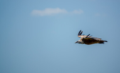 detailed close up of Griffon vulture, Eurasion griffon (Gyps fulvus) in soaring flight