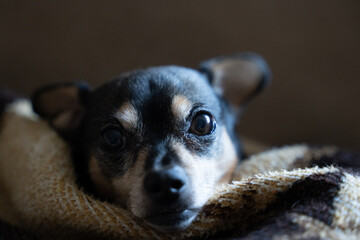 Chihuahua close-up laying down