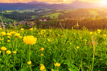 Beautiful mountain meadow with yellow globe flowers (Trollius europaeus). Summer landscape in Carpathian mountains, Ukraine.