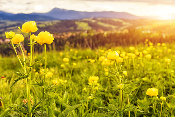Beautiful mountain meadow with yellow globe flowers (Trollius europaeus). Summer landscape in Carpathian mountains, Ukraine.