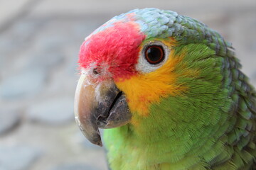 Cabeza de perico con colores rojo, amarillo y verde