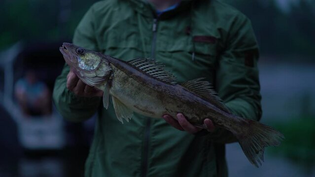 The fisherman shows the caught zander fish to the camera