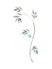 Watercolor green rose leaf illustration,peony, juicy greens, coloful,vibrant vintage greenery flower element,create botanical wreath,frame,for wedding stationery,greeting card,baby shower,diy