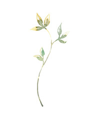 Watercolor green rose leaf illustration,peony, juicy greens, coloful,vibrant vintage greenery flower element,create botanical wreath,frame,for wedding stationery,greeting card,baby shower,diy