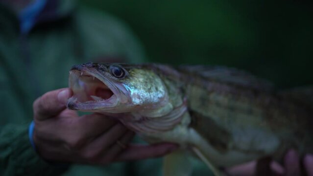 The fisherman shows the caught zander fish to the camera
