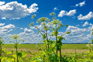 hogweed flower. Wild giant hogweed is very allergic and toxic plant.
Giant hogweed plants grow near green meadow. Sunny summer day. Hogweed is a serious problem for ecological balance.
