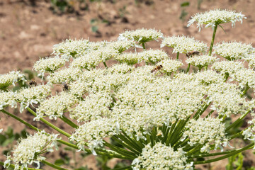 honeybees on the hogweed flower. Wild giant hogweed is very allergic and toxic plant.