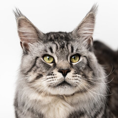 Portrait of serious mackerel tabby Maine Coon Cat with yellow eyes on white background. Close-up studio shot of tired longhair domestic cat.