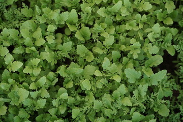 Senfsprossen und Phazeliesprossen die für organische Düngemittel angebaut werden