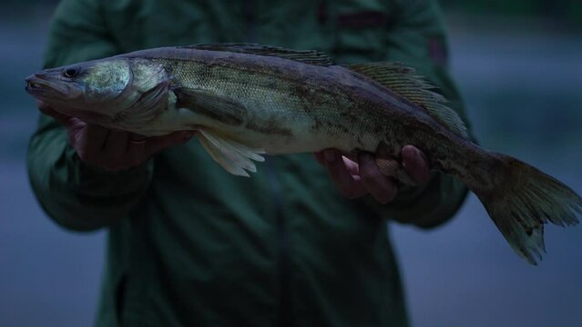 The fisherman shows the caught zander fish to the camera