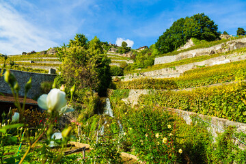 Lavaux, Switzerland: Lavaux vineyard tarraces facing Lake Geneva during late summer, Canton of Vaud