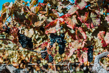 Ripe red grapes are waiting for picking in the vineyard before fall
