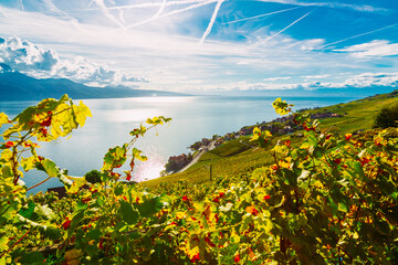 Lavaux, Switzerland: Vine branches ripen in the rays of the sun going down over the lake Geneva, Lavaux vineyard tarraces, Canton of Vaud