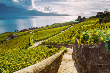 Lavaux Vineyard Terraces hiking trail with Lake and Mountain landscape, Canton Vaud, Switzerland