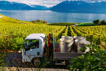 Lavaux, Switzerland: barrels for ripe fruit placed on a car during the grape harvest. Seen from Lavaux vineyard tarraces in Canton of Vaud